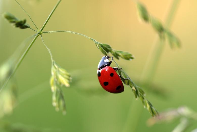 Free stock image of Asian Ladybug created by Pixabay