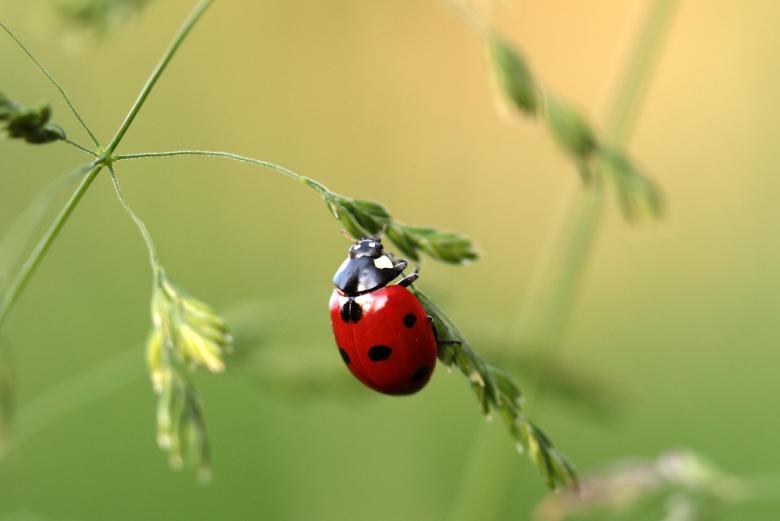 Free stock image of Asian Ladybug created by Pixabay