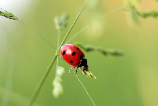 Asian Ladybug - Free Stock Photo