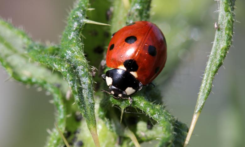 Free stock image of Asian Ladybug created by Pixabay