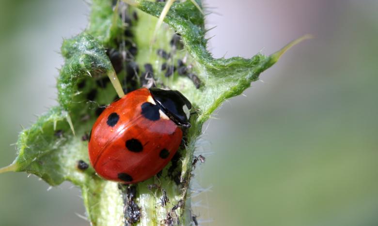 Free stock image of Asian Ladybug created by Pixabay