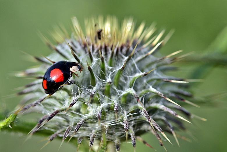 Free stock image of Asian Ladybug created by Pixabay