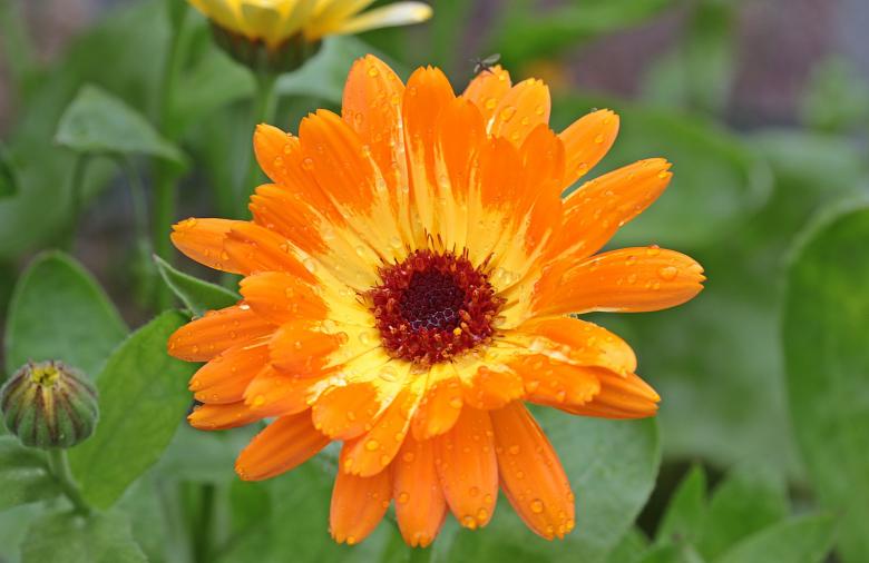 Free stock image of Fresh Marigold created by Pixabay