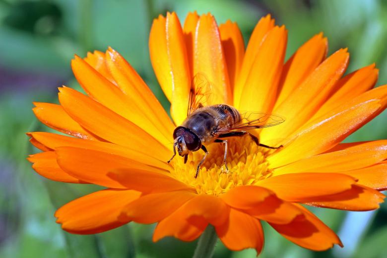 Free stock image of Fly on  marigold created by Pixabay