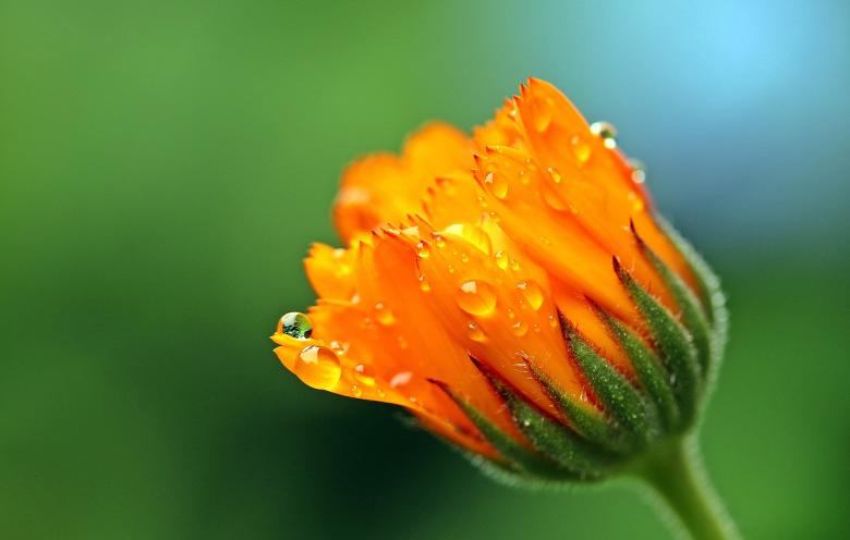 Free stock image of Fresh Marigold created by Pixabay