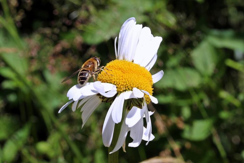 Free stock image of Bee on the Flower created by Pixabay