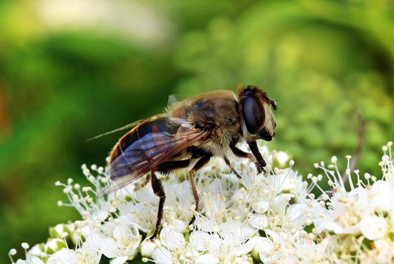 Free stock image of Mist Bee in the Garden created by Pixabay