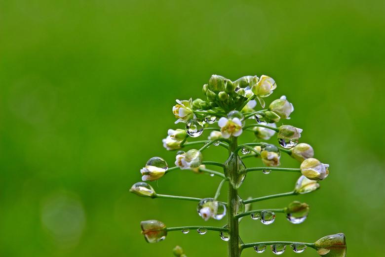Free stock image of Ordinary Shepherds Purse created by Pixabay