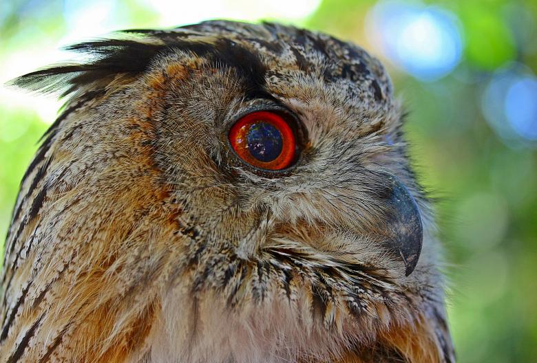 Free stock image of Owl Closeup created by Pixabay