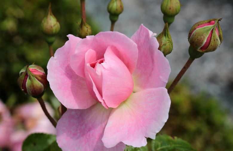 Free stock image of Fresh Rose created by Pixabay