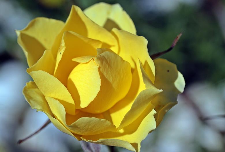 Free stock image of Fresh Rose created by Pixabay