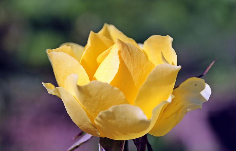 Free stock image of Fresh Rose created by Pixabay
