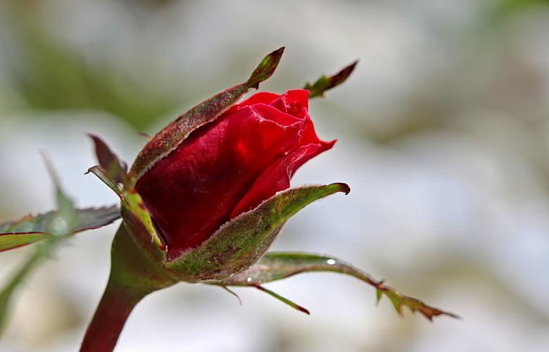 Free stock image of Red Rose created by Pixabay