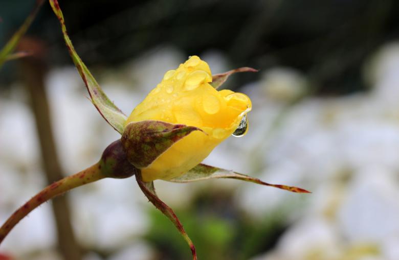 Free stock image of Macro Rosebud created by Pixabay