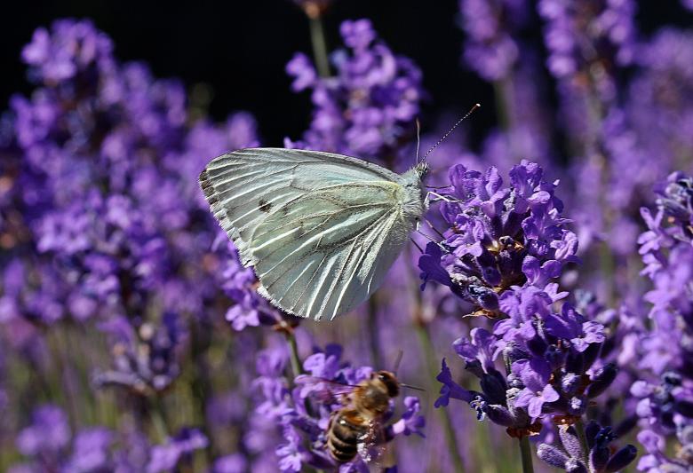 Free stock image of Small Cabbage White Ling created by Pixabay