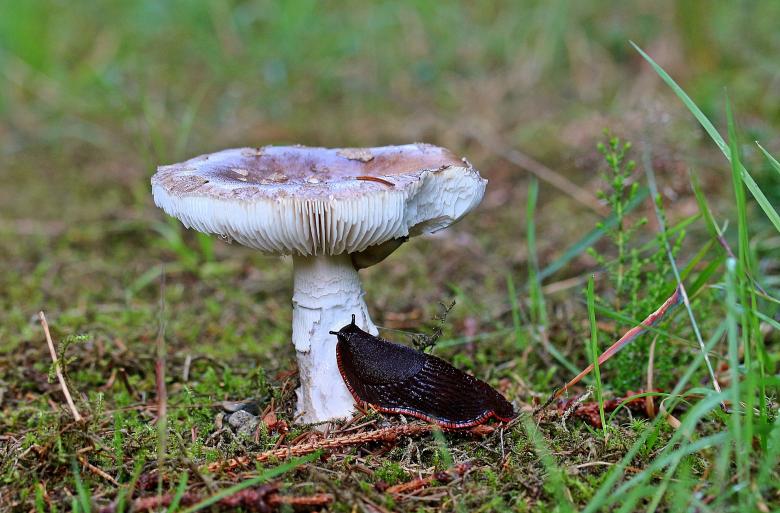 Free stock image of Snail and Mushroom created by Pixabay