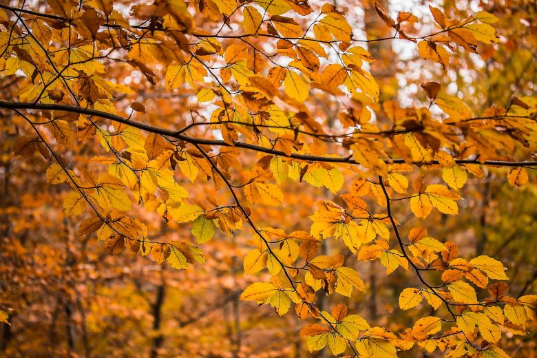 Free stock image of Autumn Season created by Pixabay