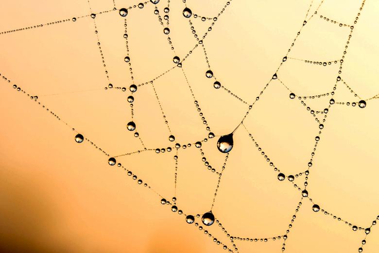 Free stock image of Beaded Web created by Pixabay