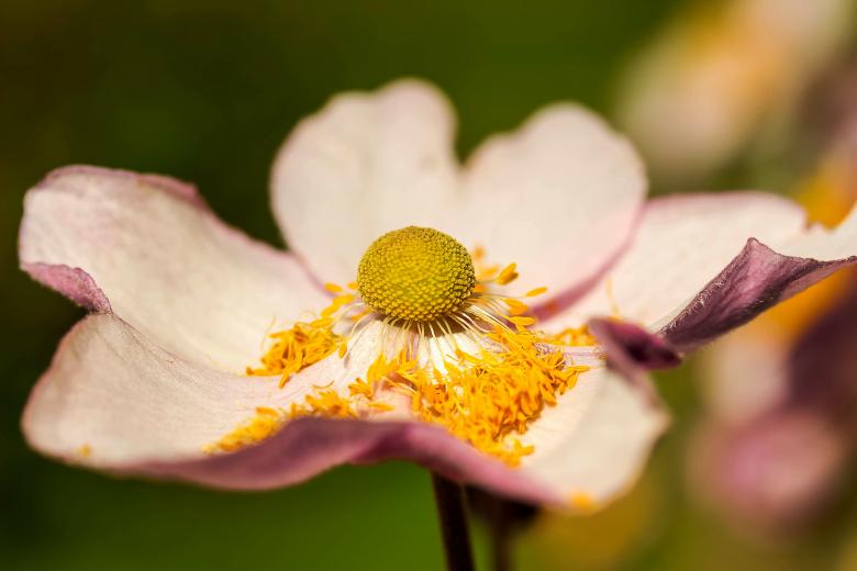 Free stock image of Macro Flower created by Pixabay