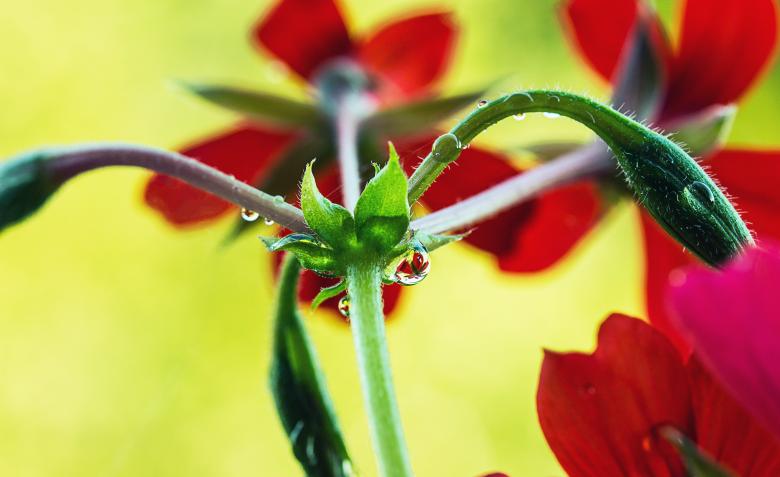 Free stock image of Branches of Geranium created by Pixabay
