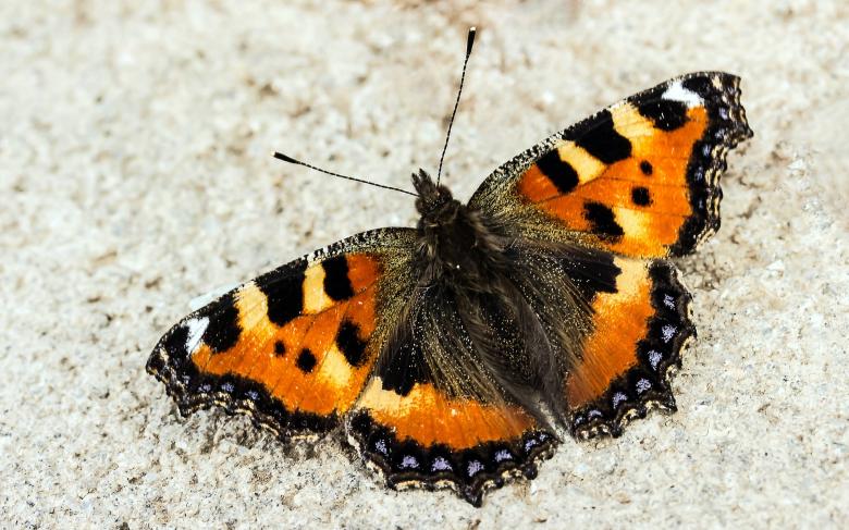 Free stock image of Butterfly Closeup created by Pixabay