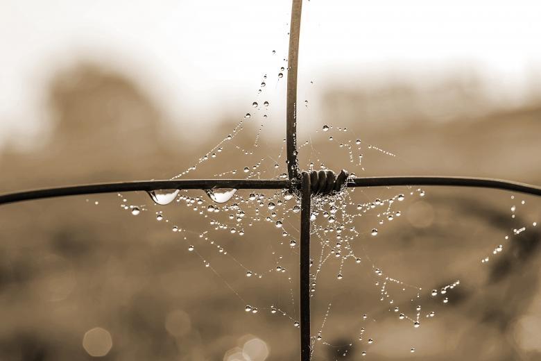 Free stock image of Web on the Fence created by Pixabay