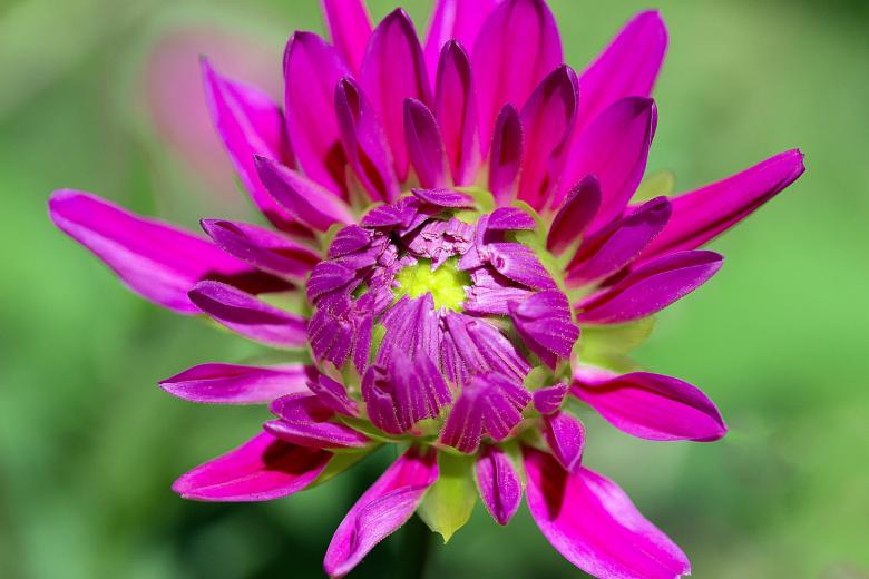 Free stock image of Fresh Dahlia created by Pixabay
