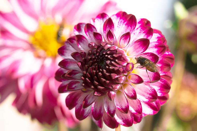 Free stock image of Fresh Dahlia created by Pixabay