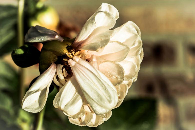 Free stock image of Fresh Dahlia created by Pixabay