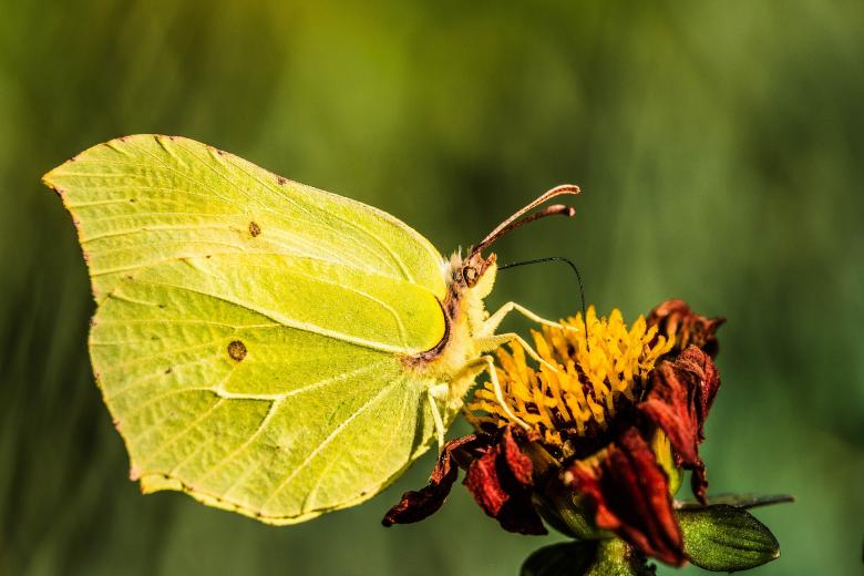 Free stock image of Gonepteryx Rhamni created by Pixabay