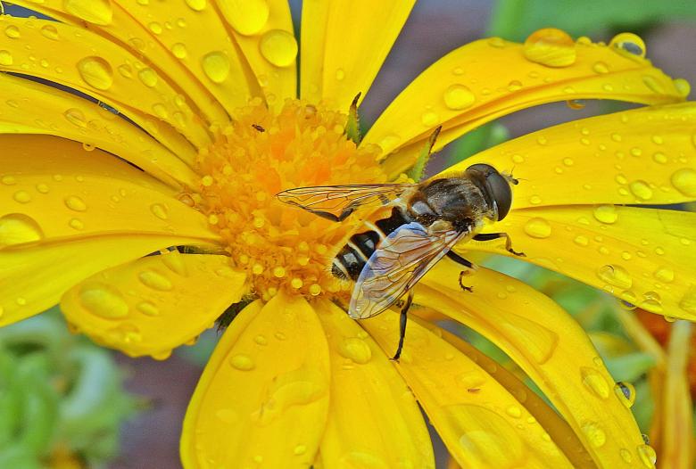 Free stock image of Fly in the Garden created by Pixabay