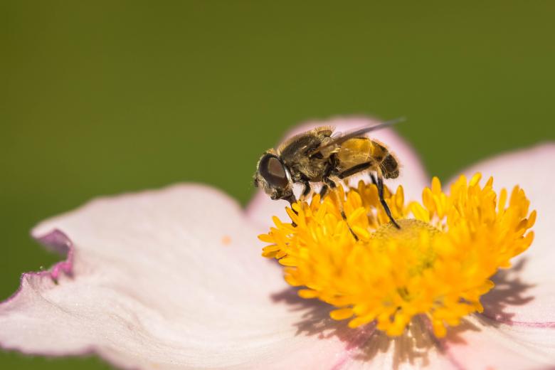 Free stock image of Fly in the Garden created by Pixabay