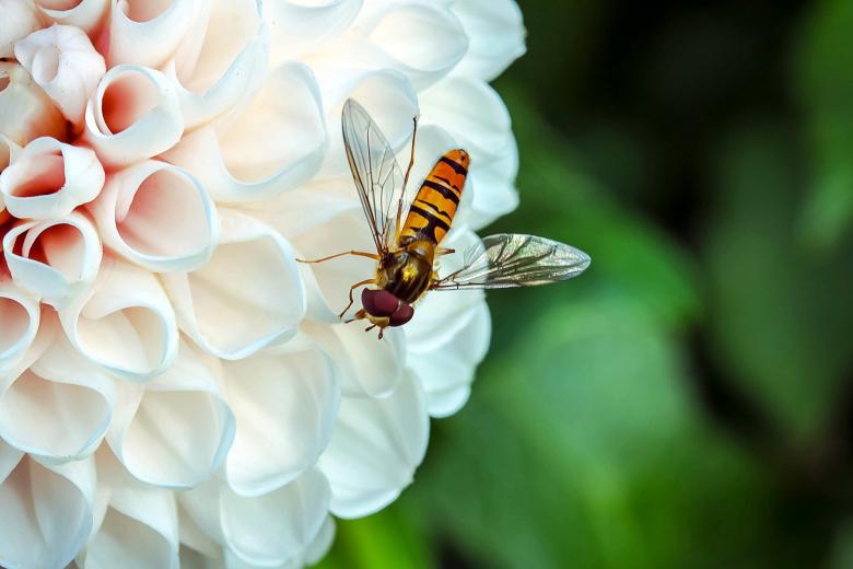 Free stock image of Fly in the Garden created by Pixabay