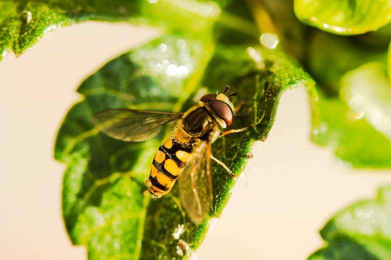 Free stock image of Fly on the Flower created by Pixabay