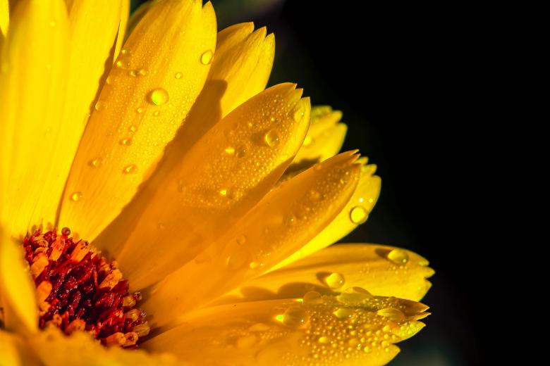 Free stock image of Blooming Marigold created by Pixabay