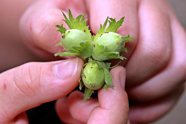 Free stock image of Holding Hazelnuts created by Pixabay