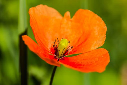 Free Stock Photo of Fresh Poppy