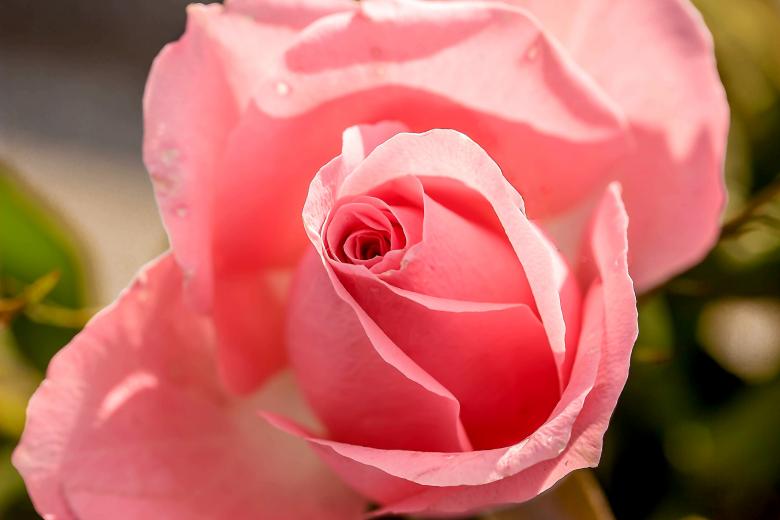 Free stock image of Fresh Rose created by Pixabay