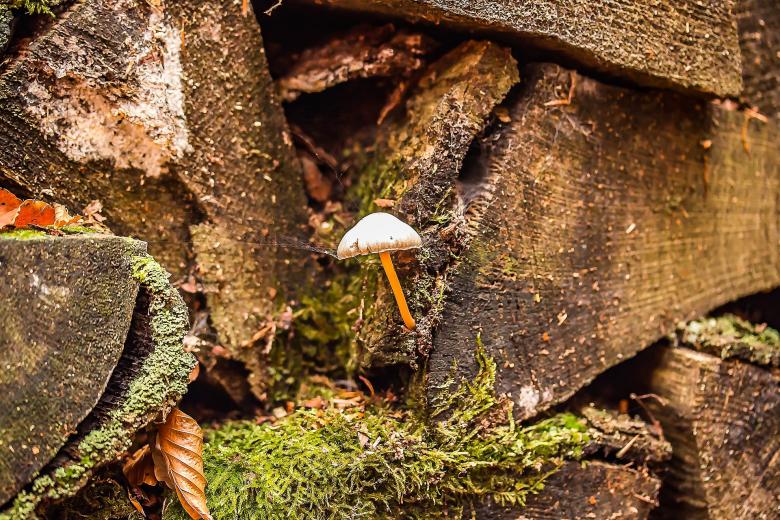 Free stock image of Wild Mushroom created by Pixabay