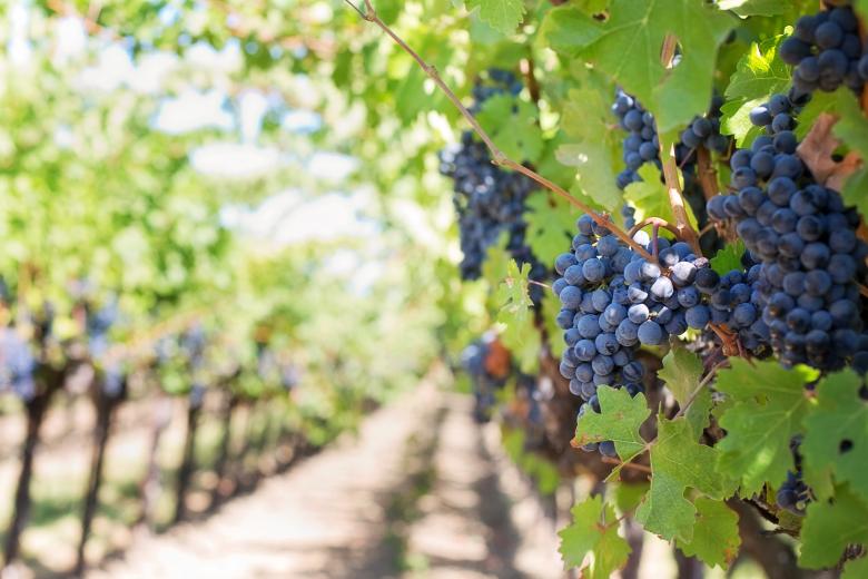 Free stock image of Purple Grapes created by Pixabay