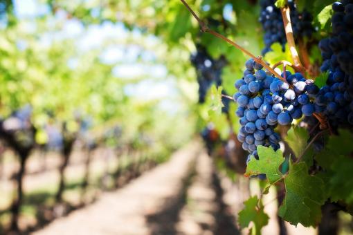 Free Stock Photo of Purple Grapes