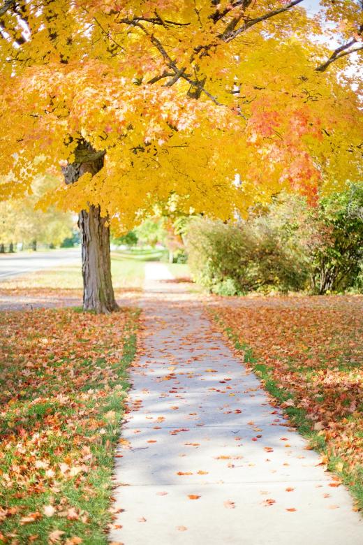 Free stock image of Sidewalk in Autumn created by Pixabay