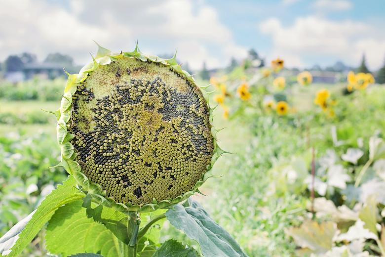 Free stock image of Sunflower Field created by Pixabay