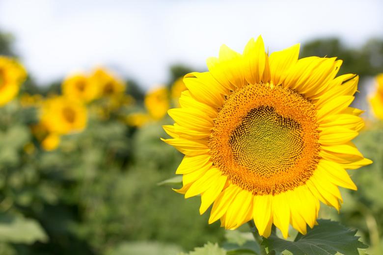 Free stock image of Sunflower Field created by Pixabay