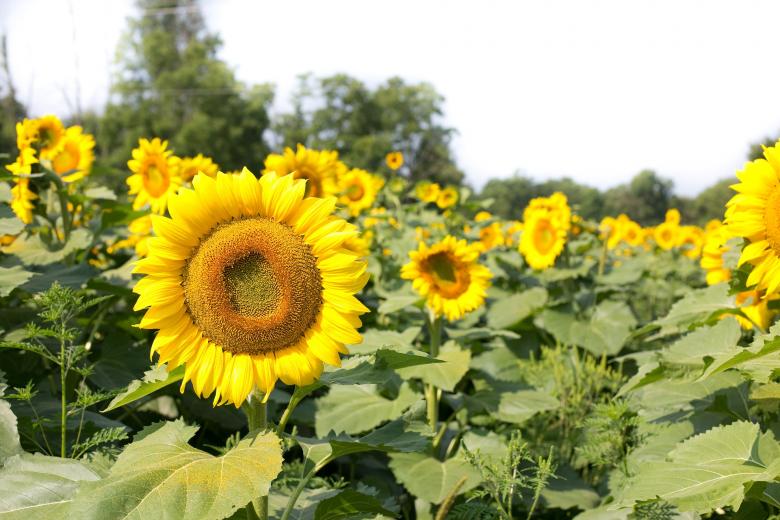 Free stock image of Sunflower Field created by Pixabay