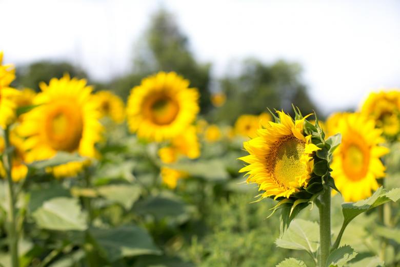 Free stock image of Sunflower Field created by Pixabay