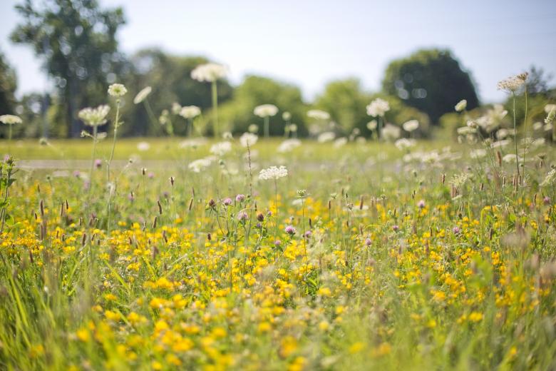 Free stock image of Wild Flowers created by Pixabay