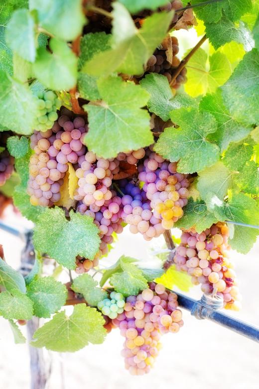 Free stock image of Wine Grapes created by Pixabay