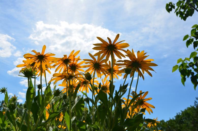 Free stock image of Sunflowers in the Sun created by kayt