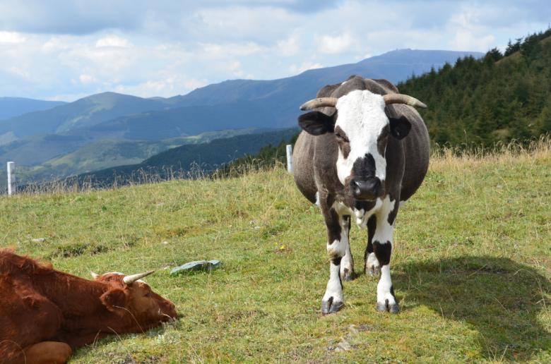 Free stock image of Cattle Grazing created by kayt